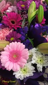 Pin By Ivanka Kostova On Rasteniya With Images Dahlia Flower Pink Flowers