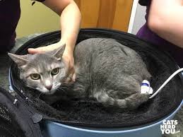The systolic measurement, which was 170. How Your Cat Takes A Blood Pressure Test Cats Herd You