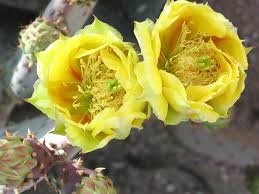 Admittedly, most of the 5 hour shift was spent talking with club members who are great plant fanatics and incredibly knowledgeable, as well as the inimitable woody minnich of cactus data plants, a conversation with whom is like a graduate. Dazzling Dry Summer University Of Arizona Campus Arboretum