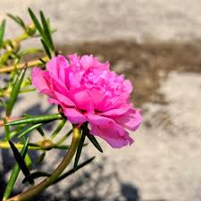 Image result for Portulaca