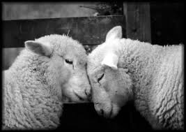 Black And White Sheep Picture Love The One You Re With This Valentine S Day Animals Animals Beautiful Cute Animals