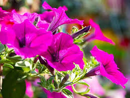 Image result for foto petúnie