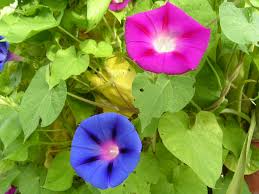 Image result for Ipomoea welwitschii