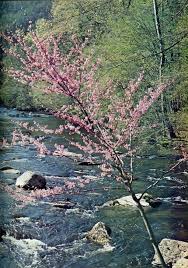Who Has Seen The Wind Neither I Nor You Poem From Trees Of America Who Has Seen The Wind Neither I Or You But When The Leaves Hang Trembling The Wind It Pa Beautiful Nature Nature Photographs Nature
