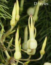 Image result for Riocreuxia