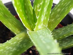 Aloe vera gel 300ml maybeau bio aloe vera creme für trockene strapazierte haut & sonnenbrand natürliche feuchtigkeitspflege für gesicht haare und körper 4,4 von 5 sternen 2.456 9,99 € 9,99 € (9,99 €/stück) Aloe Vera Wirkung Anwendung Und Naturkosmetik