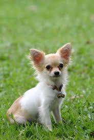 Top 10 dog breeds with big ears | top 10 animalstop 10 dog breeds with big ears: Chihuahua Dogslife Dog Breeds Magazine