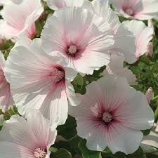 5,703 likes · 62 talking about this · 11,038 were here. Lavatera Seeds Pink Blush New Featured Flowers Dried Flower Arrangements Flowers Blush Pink