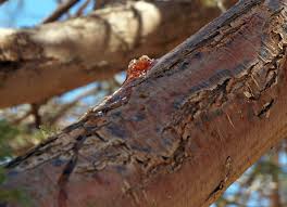 Image result for Acacia exuvialis