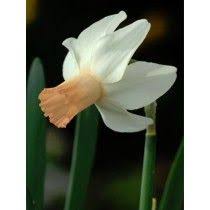 Fall Flower Bulbs Bulb Flowers Daffodils Fall Bulbs