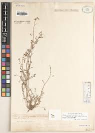 Image result for Indigofera ischnoclada