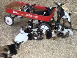 The Adorable Goat Farm In Georgia That Is Perfect For A Family Adventure Nigerian Dwarf Goats Dwarf Goats Goats