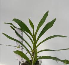 Image result for Angraecum calceolus
