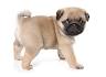 Puppies for Sale - Visit My Next Puppy in Chantilly ...