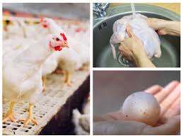 After gm soy was introduced in the uk, soy allergies. Is It Safe To Consume Eggs And Chicken Amidst The Bird Flu Scare The Times Of India