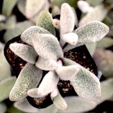 Kalanchoe Eriophylla Snow White Panda Plant Mountain Crest Gardens