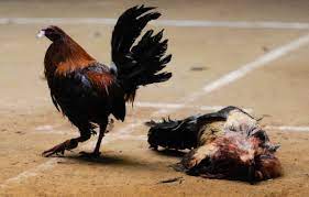Como Dar Resistencia A Un Gallo De Pelea Tecnicas Y Alimentacion