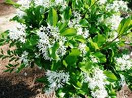 Check spelling or type a new query. Small Trees For Louisiana Landscapes