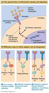 Tj Signal Transduction Also Known As Cell Signaling Is The Transmission Of Molecular Signals From A Cell S Ext Signal Transduction Gene Expression Molecular