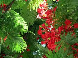 Common name :cannon ball tree origin :tropical south america and west indies flowering the small, scarlet flowers are borne in erect clusters and when touched leaves behind a orange powder on the fingers. Royal Poinciana Trees In June Picture Of Key West Florida Keys Tripadvisor