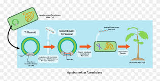 We did not find results for: Image Library Download Cell Vector Plant Inserting Recombinant Dna Into Host Cells Clipart 603333 Pinclipart