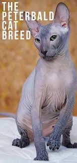 The Peterbald Cat Breed A Cat Like No Other Cat Breeds Cat Care Cats