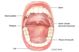 Mouth Cancer Memorial Sloan Kettering Cancer Center