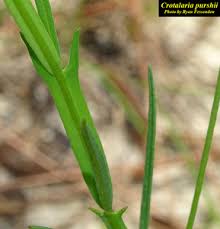 Image result for Crotalaria pisicarpa