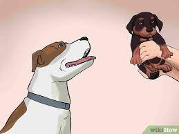 For dogs, licking can mean a number of things. 3 Ways To Handle A Mother Dog Refusing To Stay With Her Puppies