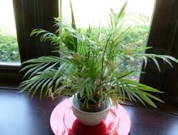 Use distilled or rain water. Parlor Palm Turning Yellow Aloe Plant Brown Leaf Tips Houseplant 411