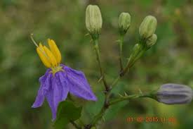 Image result for Solanum sp. B