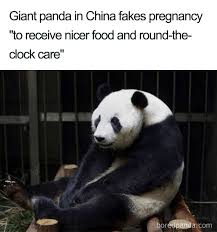 It is located in the pet shop or in the shop tab where game passes are sold. 50 Of The Funniest Pregnancy Memes Ever Bored Panda
