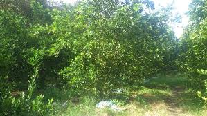 Dua minggu sebelum tanam, lubang tanam dibuat dengan ukuran 40x40x40 cm. Agro Projek Tanaman Limau Nipis Syahrilhafiz Com