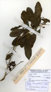 Image result for Ochna schweinfurthiana