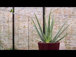 Comment Rempoter Et Extraire L Aloe Vera Jardinerie Truffaut Tv Youtube Jardinerie Truffaut Aloes Rempoter Aloe Vera