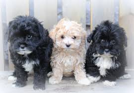 Current on puppy shots and wormings. Havapoo Puppies For Sale Adopt Your Puppy Today Infinity Pups