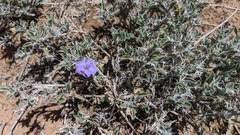 Image result for Barleria eylesii