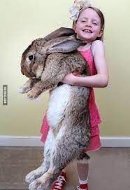 Darius The 50 Pound 4 Foot 4 Inches Bunny Rabbit From Worcester England That Is Now Officially The Worlds Biggest Cute Baby Animals Animals Pet Bunny