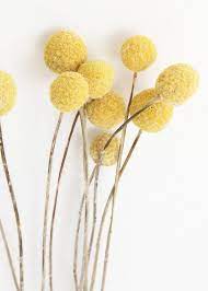 Pack Of 10 Dried Billy Buttons Craspedia In Natural Yellow Billy Buttons How To Preserve Flowers Dried Flower Arrangements