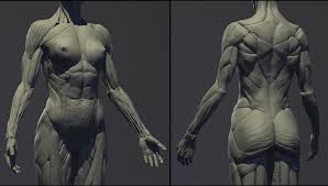 1995 begins with the structural characteristics of bones and muscle mass. Artstation Female Anatomy Kit Mahdi Khouei Female Anatomy Female Anatomy Reference Anatomy For Artists