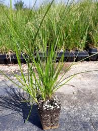 Image result for Carex sp.no.1