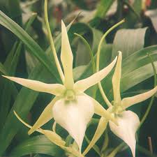 Image result for Angraecum chamaeanthus