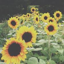 Wild Souls Wild Souls Beautiful Flowers Flowers Planting Flowers