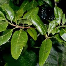 Image result for Nuxia congesta