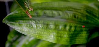 Image result for Scadoxus cinnabarinus