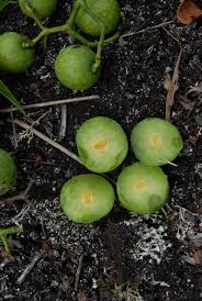 Image result for Cissus humbertii