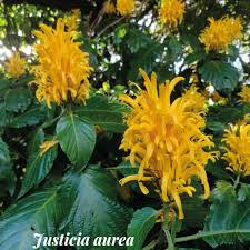 Image result for Justicia aurea