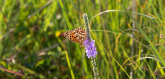 Image result for Wiesneria schweinfurthii