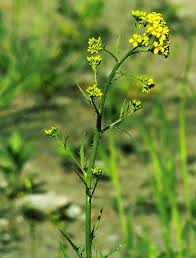 Image result for Sisymbrium