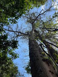 Image result for Erythrina sacleuxii